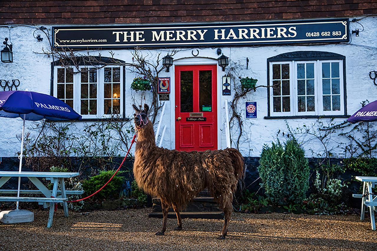 ゴダルマイニング The Merry Harriers Bed & Breakfast エクステリア 写真